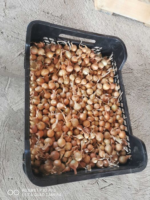 Арпаджик лясковски