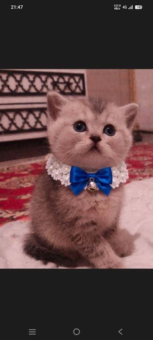 Shotlandski shinshila serebirstaya 2oylik