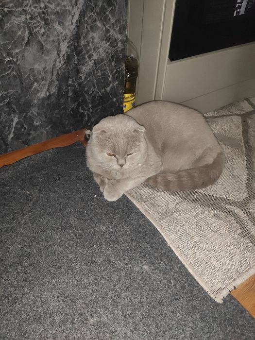 Скотш фолд угил9ойлик