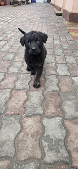 Donez pui cane corso fetite