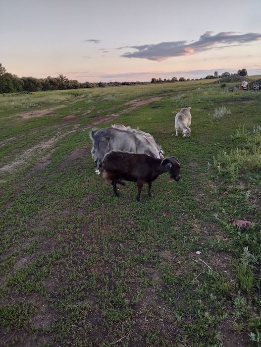 Продам коз, 6 голов