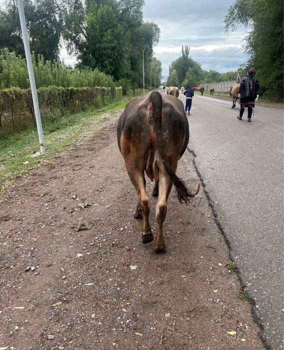 Продам телку СРОЧНО!