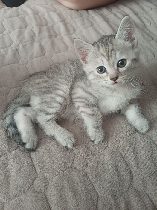 Отдам котят в добрые руки