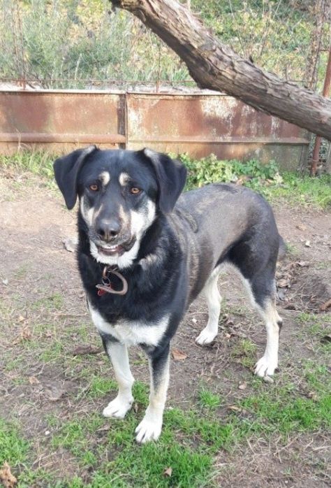 Рита търси приемен дом срещу заплащане