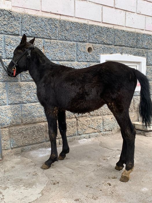 Продам Тайчика Срочно