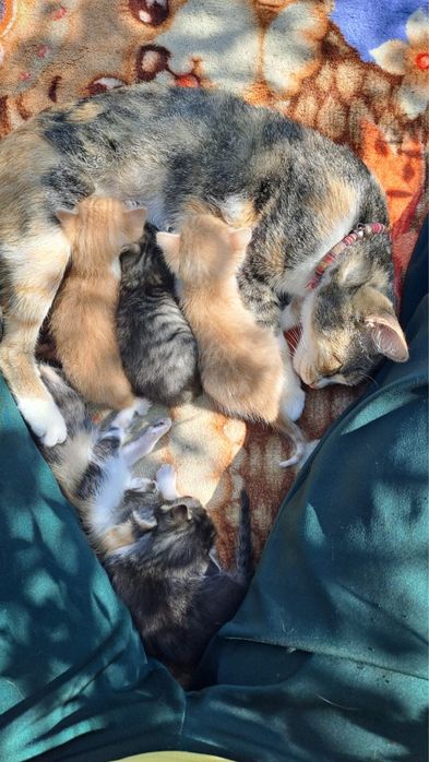 Отдам даром катят в хорошие руки.