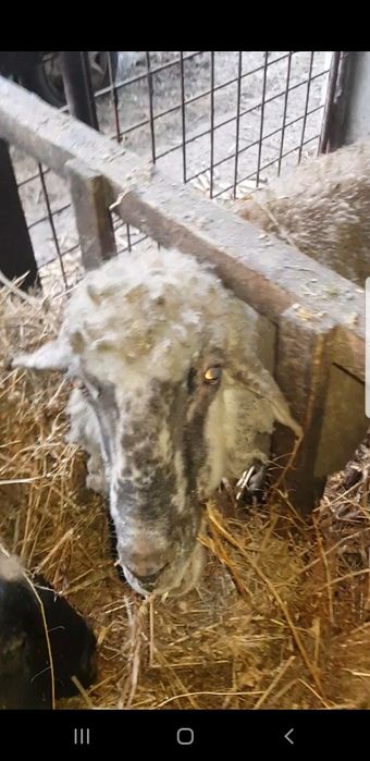 4 oi schimba stăpînul