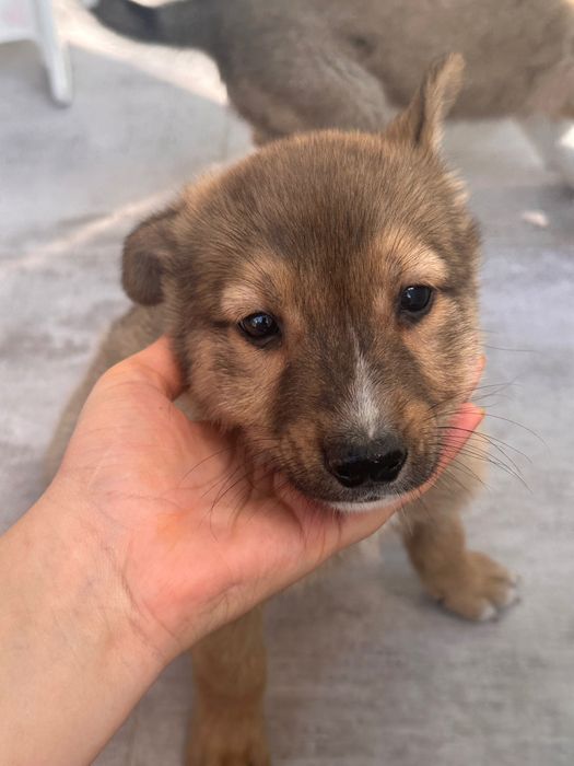 Cățeluși pentru adopție