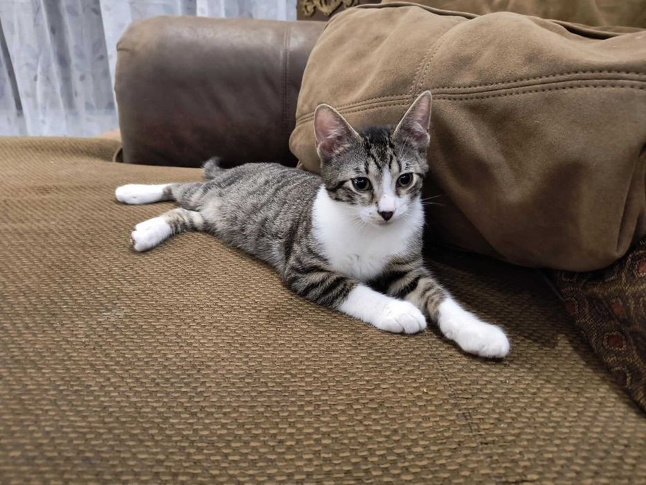 Motănei pentru adoptat