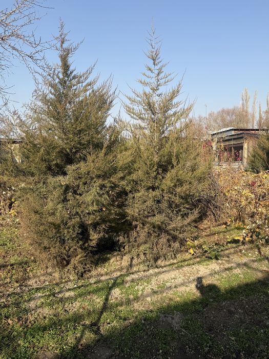 Можевельник молодой