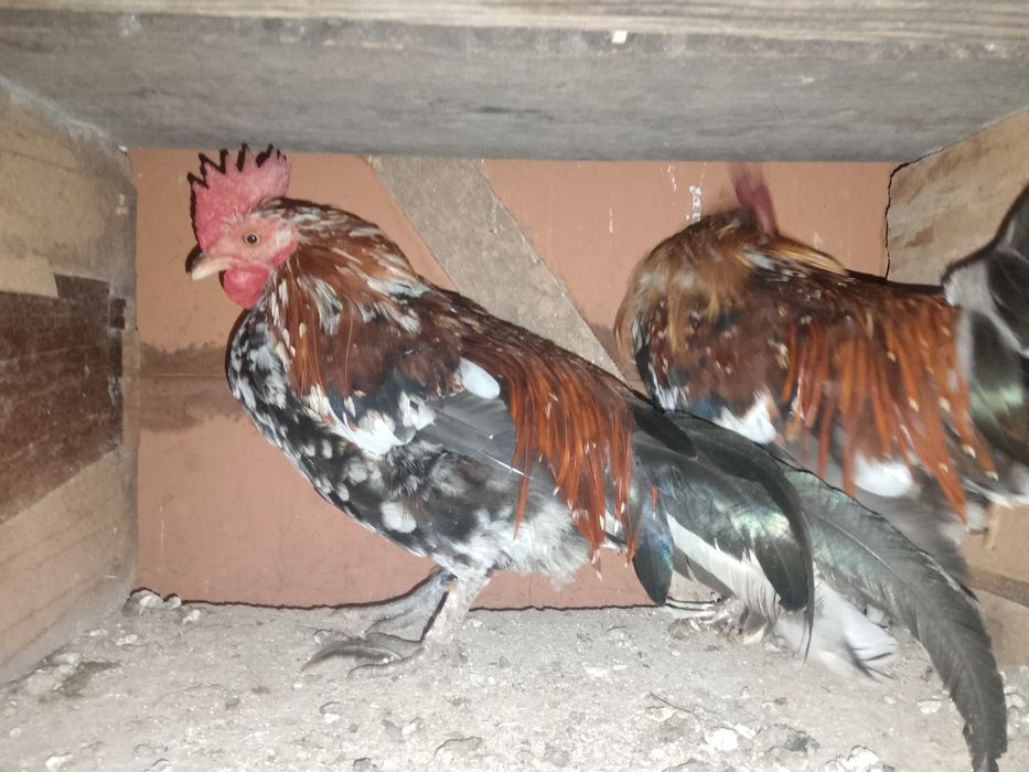 Vând cocoșei pitici