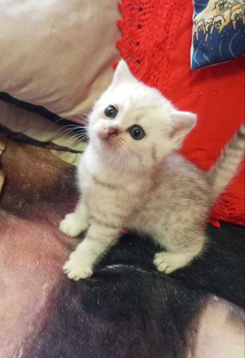 Очаровательные британские котята