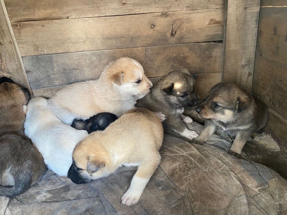 Кутята Бесплатно 1 месяц