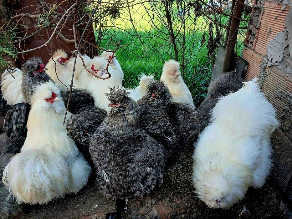 Петли и кокошки копринки-Топ качество