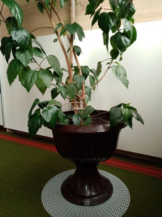 Trandafir japonez, hibiscus