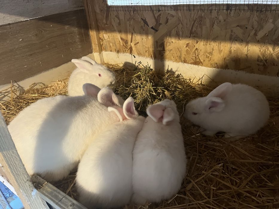 Vând iepuri neozeelandezi