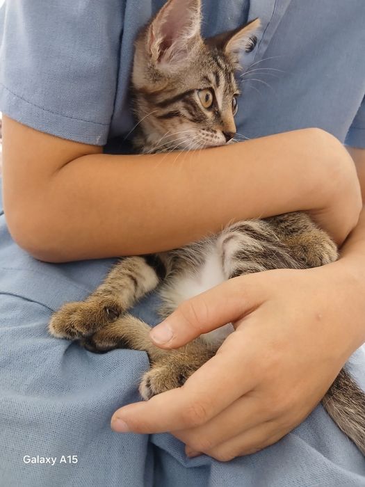 Котёнок мальчик Лео