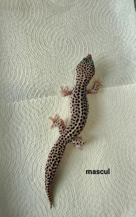 Șopârlă Gecko Leopard