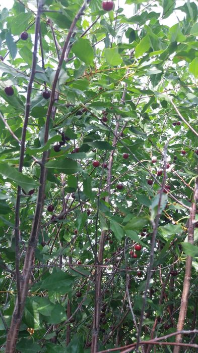 Продам дачу в с/о Борки