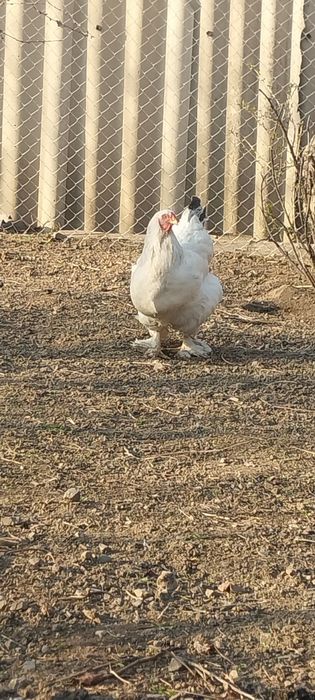 Продам браму молодую