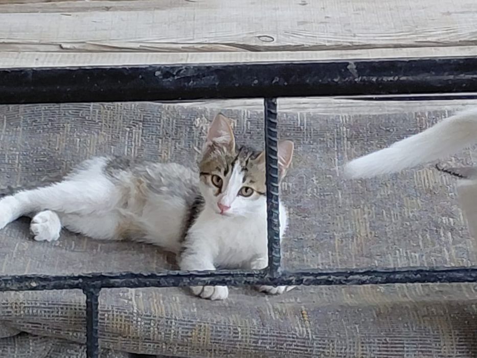 Отдам котят в хорошие руки.