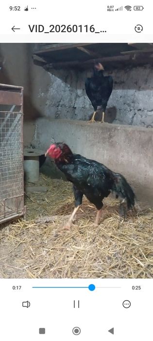 Дакан хуроз сотилади