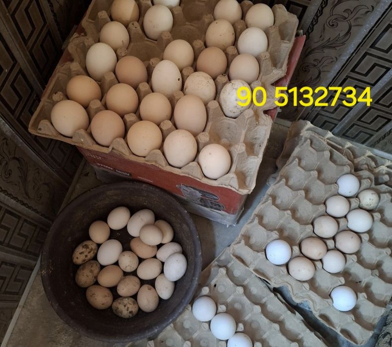 Инкубатор ун тухум уругланган