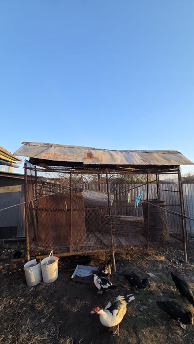 Cosara porumb din plasa de fier