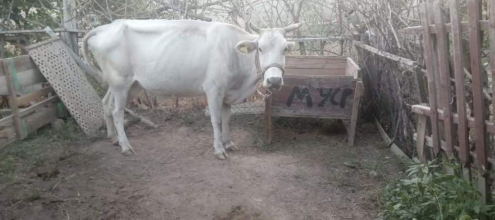 Бұзаулы сиыр сатылады