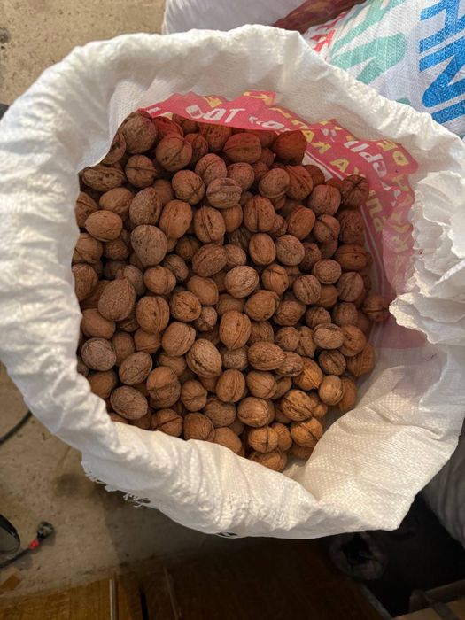 Тау жаңғағы сатылады