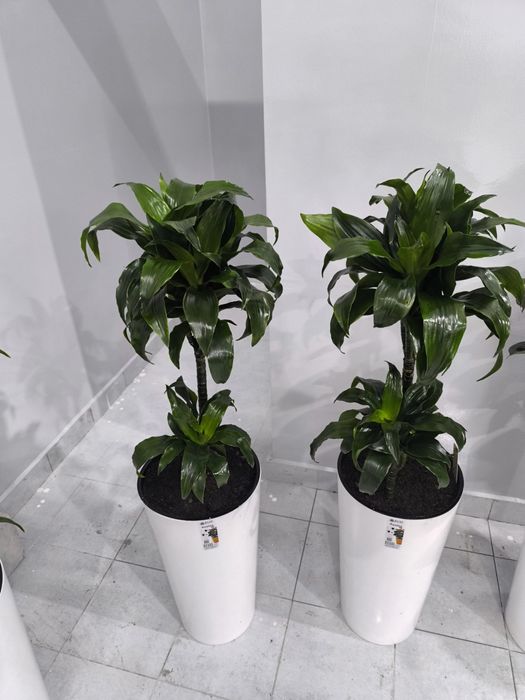 Офисные цветы  Хона гуллари