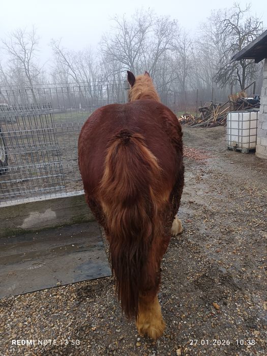 Vănd mănză ciocolatie