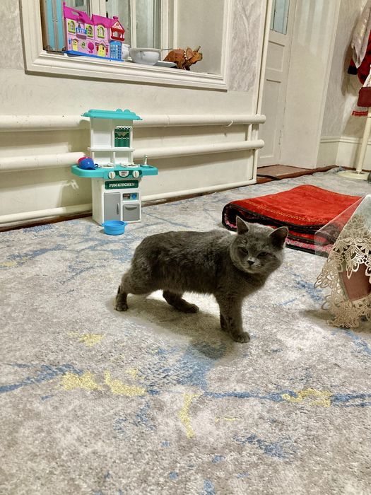 Mushuk sotiladi.Scottish