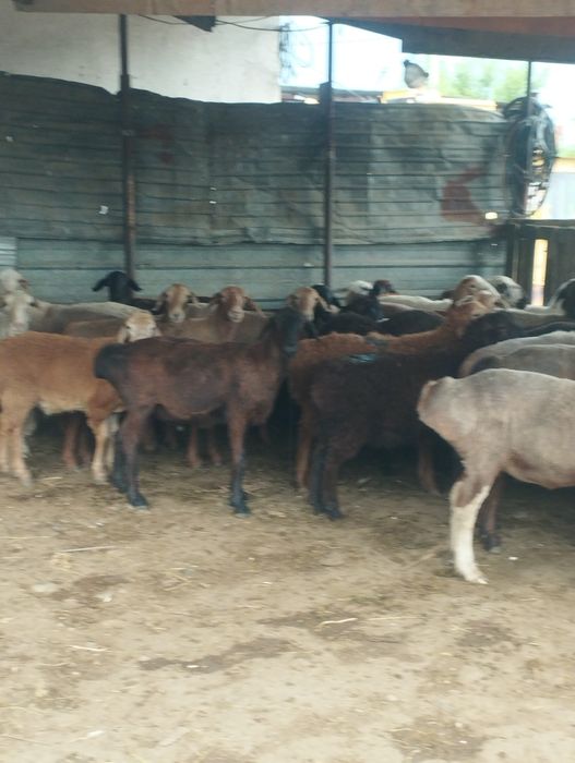 Баран бараны Алматы