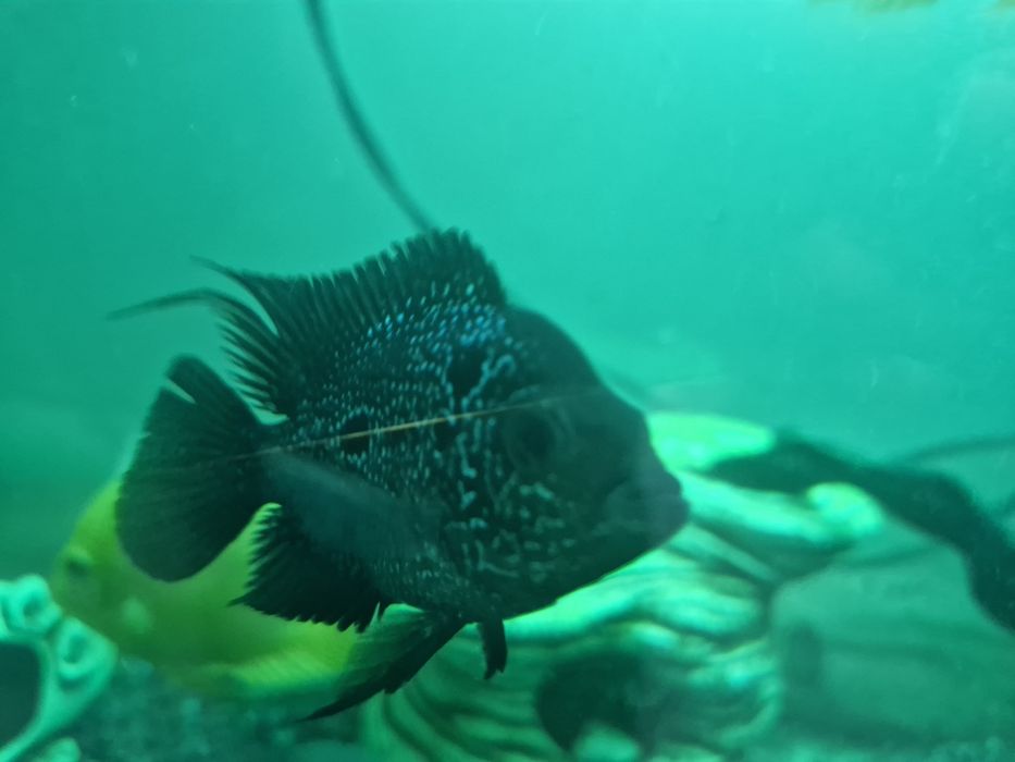 фловер хорн цихлида