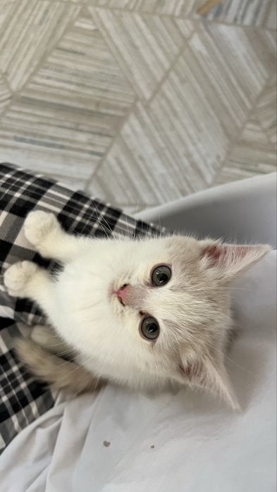 Продам Котёнка!!