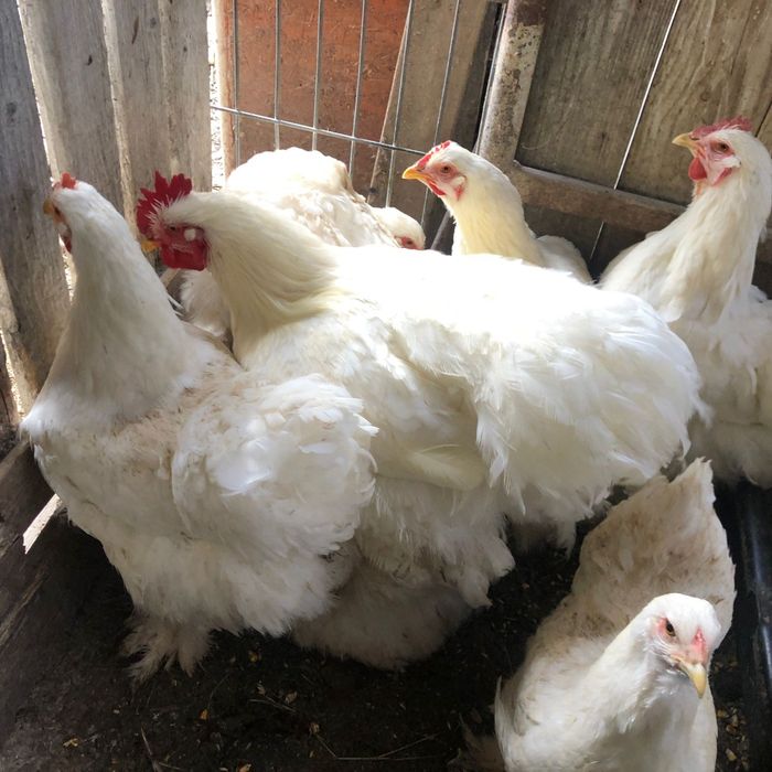 Gaini wiandotte si rase foarte mari si oua de incubat