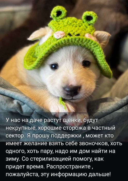 Щенки-звонки для двора