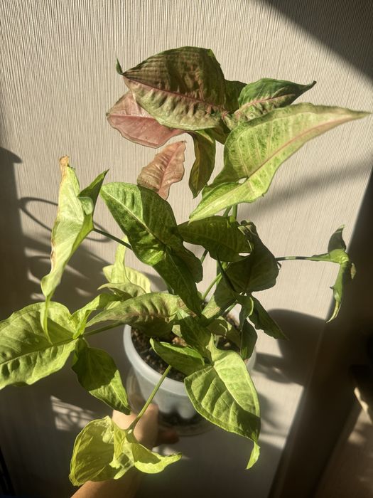 Сингониумы от 500 тенге