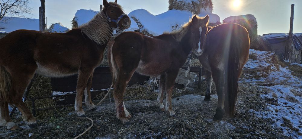 Продаются лошади