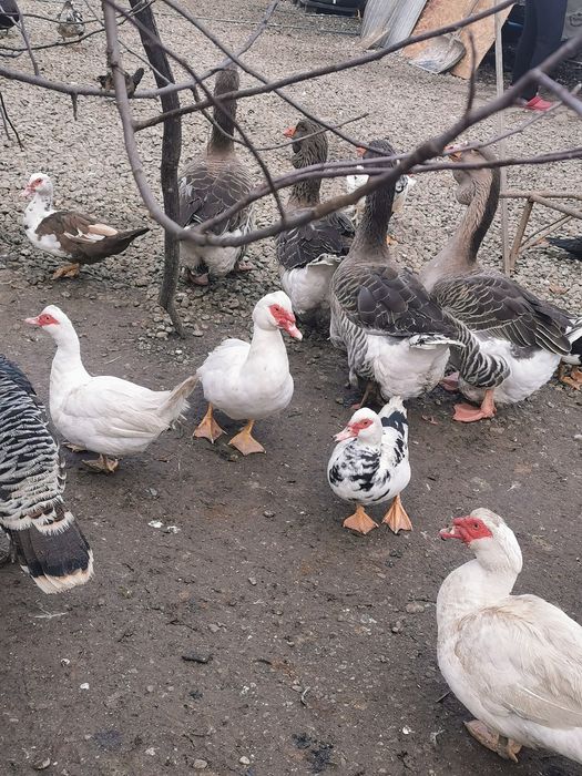 Rățoi lesesti albi