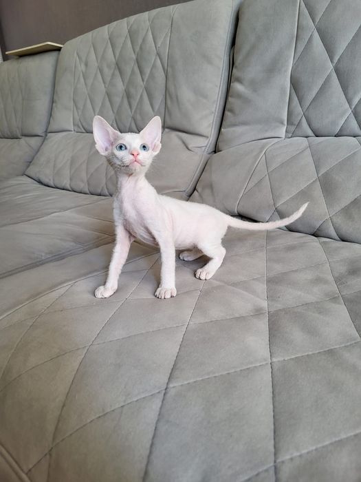 Котята Донского Сфинкса.