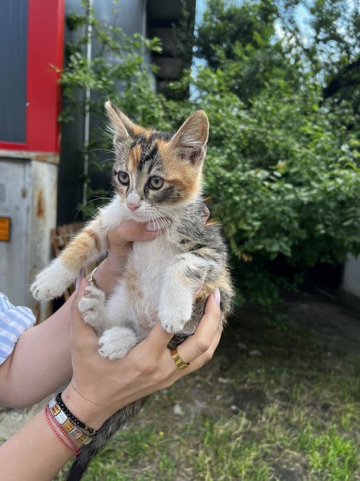 Подаряват се котенца
