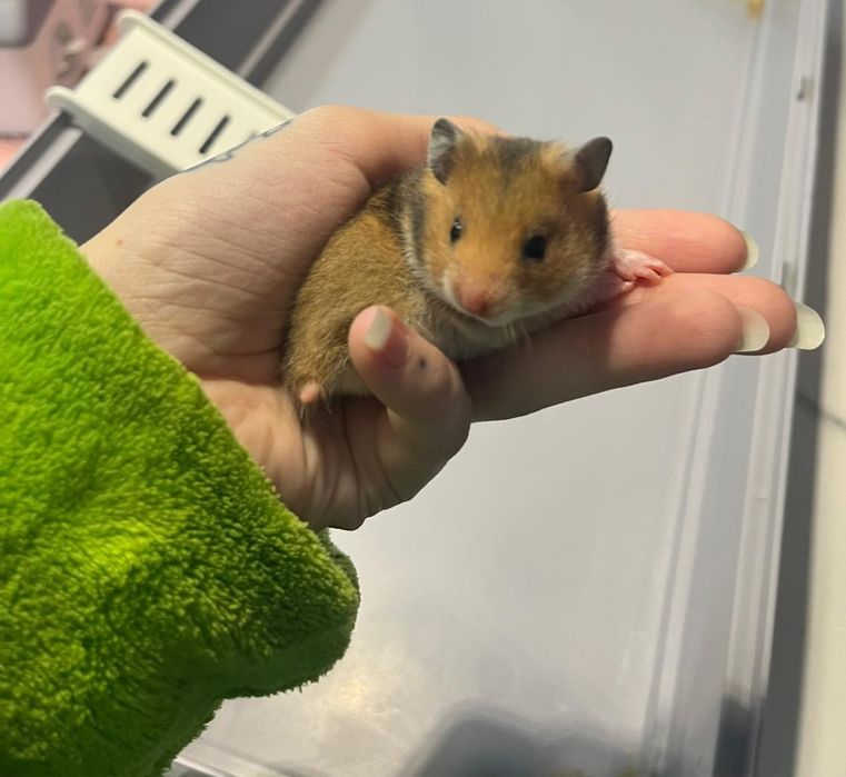 Хомяки  сирийские