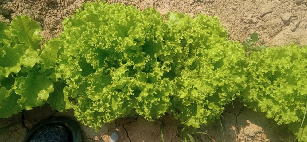 Brilliant Porn guruhining yangi tarkibi