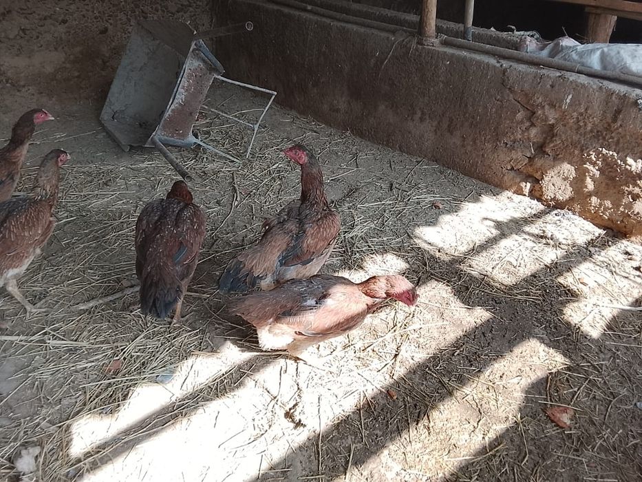 Дакан тауыктар сатылады