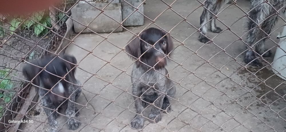 Дратхар шенки 2 аилық