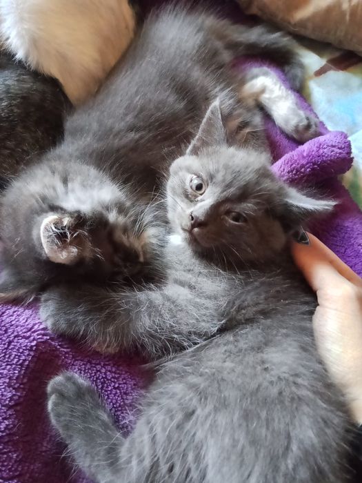 Котята в хорошие руки