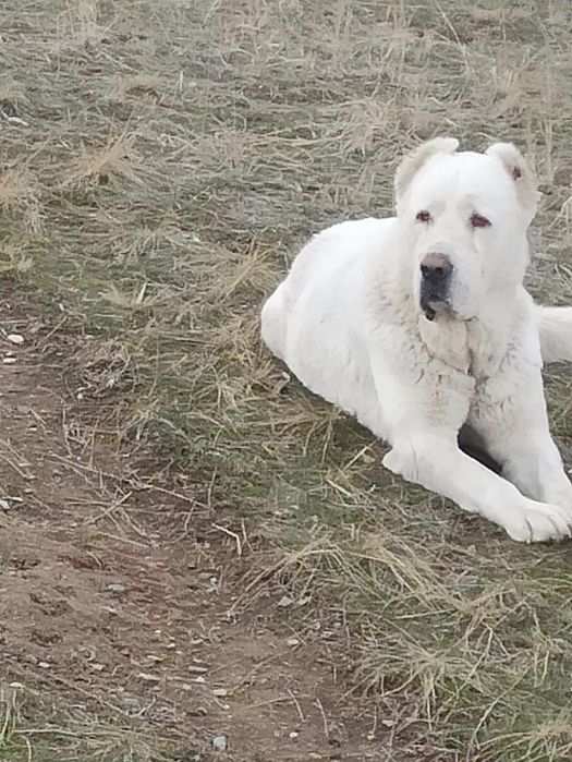 Продам щенка  алабай