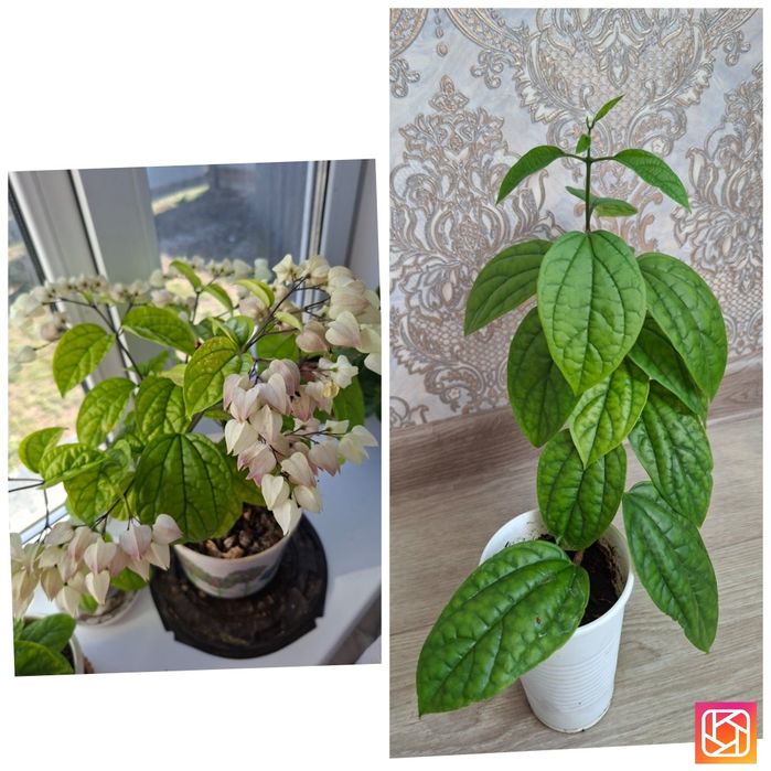 Продам комнатные цветы